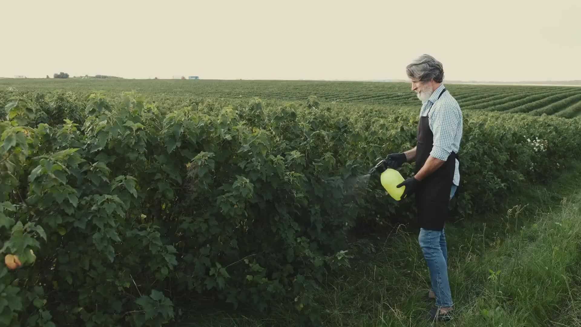 Woman in vineyard using 12V power tools for grape harvesting.
