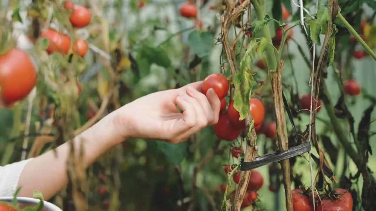 A hand picking ripe tomatoes from the vine in a greenhouse setting. Focus on healthy, ripe produce r.
